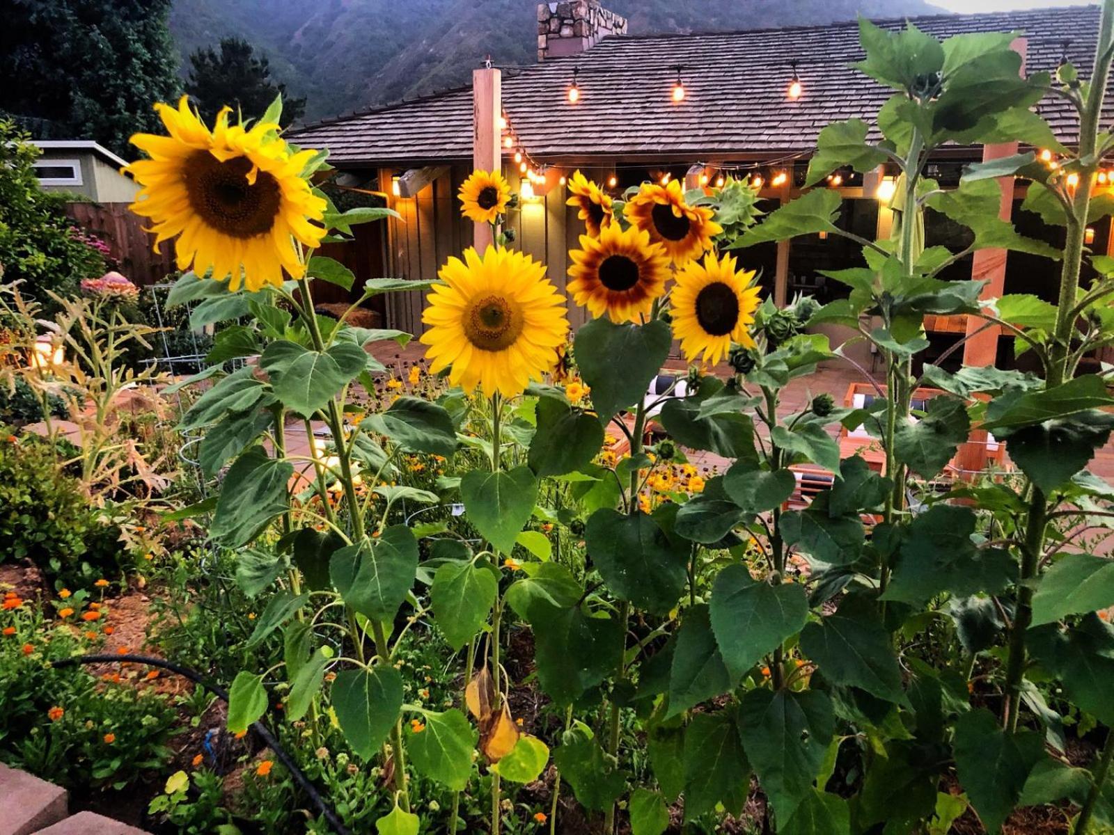 Carmel Valley Lodge Екстер'єр фото